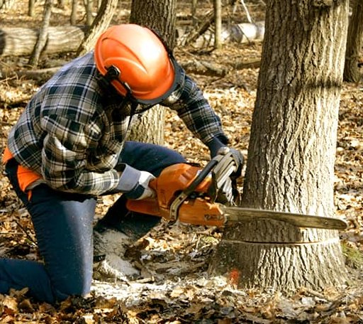 Tree Removal in Milford, PA